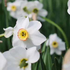 Narcissus poeticus – Dichternarzisse, Echte Ausseerlandnarzisse