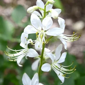 Dictamnus albus ‚Albiflorus‘ – Weißer Diptam, Brennender Busch weiß