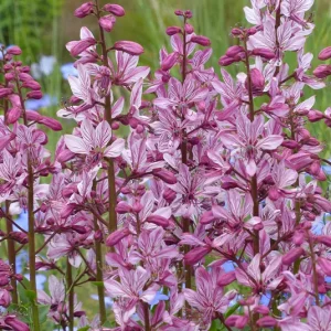 Dictamnus albus – Diptam, Brennender Busch