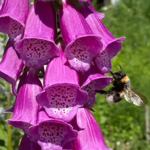 Digitalis purpurea – Roter Fingerhut