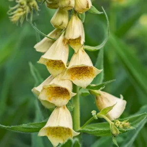 Digitalis grandiflora – Großblütiger Fingerhut