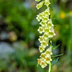 Gelber Fingerhut (Digitalis lutea) Saatgut