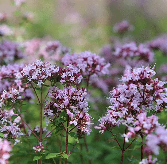 Hummel Kombi Nr. II – sonnig – 7 Top Futterpflanzen – Ersparnis 3,40 – Bild 5