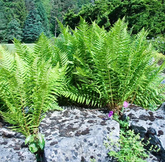 Dryopteris filix-mas – Wurmfarn – Bild 3