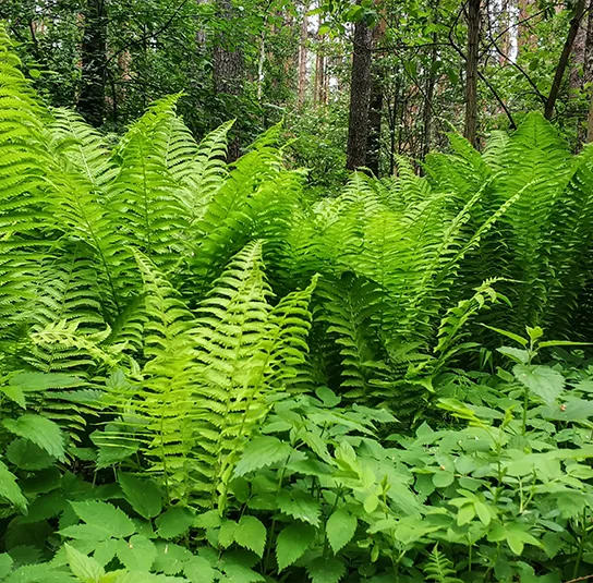 Dryopteris filix-mas – Wurmfarn