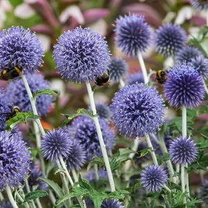 Echinops ritro – Kugeldistel