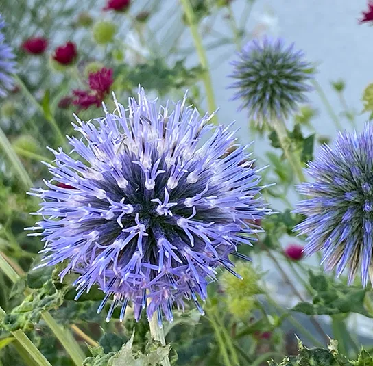 Hummel Kombi Nr. II – sonnig – 7 Top Futterpflanzen – Ersparnis 3,40 – Bild 6