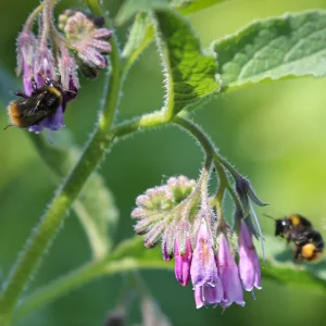 Symphytum officinale – Echter Beinwell