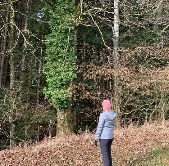 Hedera helix – Heimischer Kletterefeu