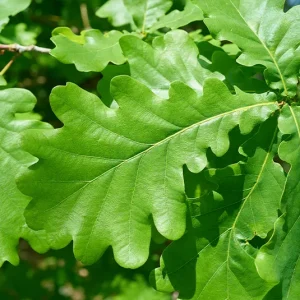 Quercus robur – Stieleiche