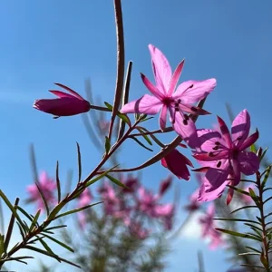 Epilobium dodonaei – Rosmarin-Weidenröschen