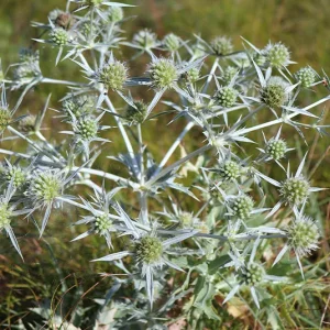 Eryngium campestre – Feld-Mannstreu, Donarddistel