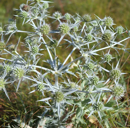 Eryngium campestre – Feld-Mannstreu, Donarddistel