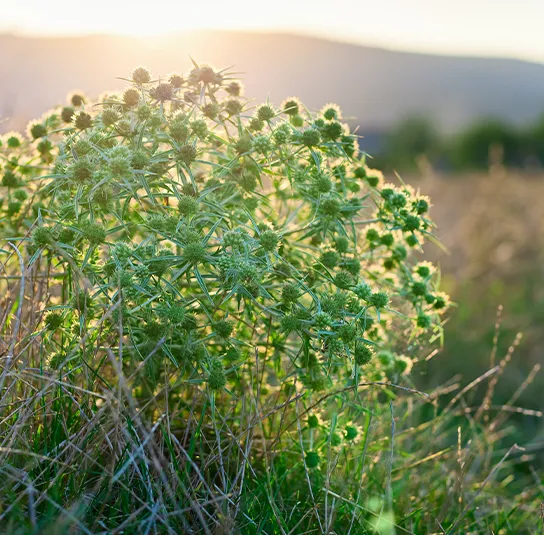 Eryngium campestre – Feld-Mannstreu, Donarddistel – Bild 3