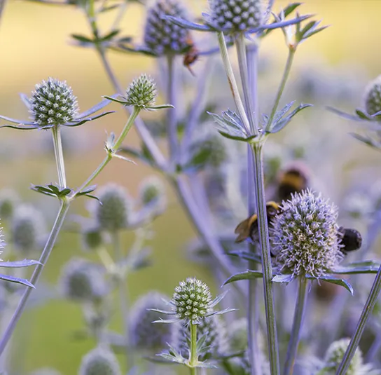 Eryngium planum – Mannstreu – Bild 4