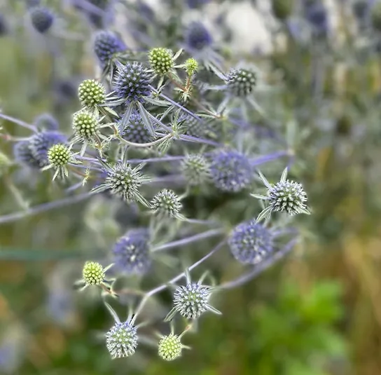 Eryngium planum – Mannstreu – Bild 8