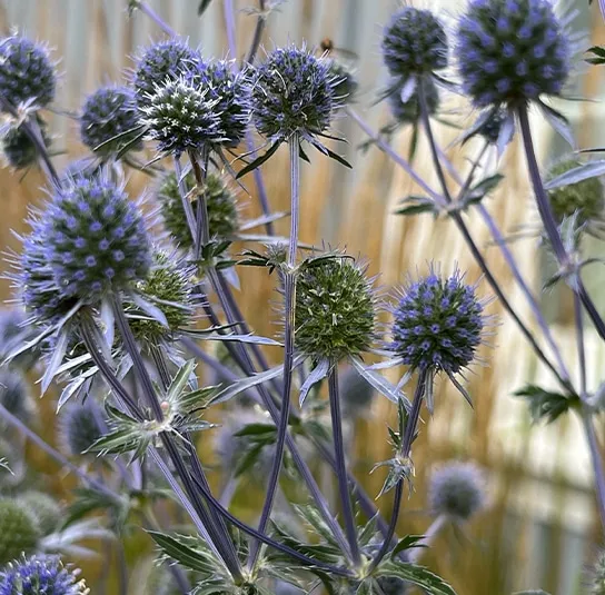Eryngium planum – Mannstreu – Bild 9