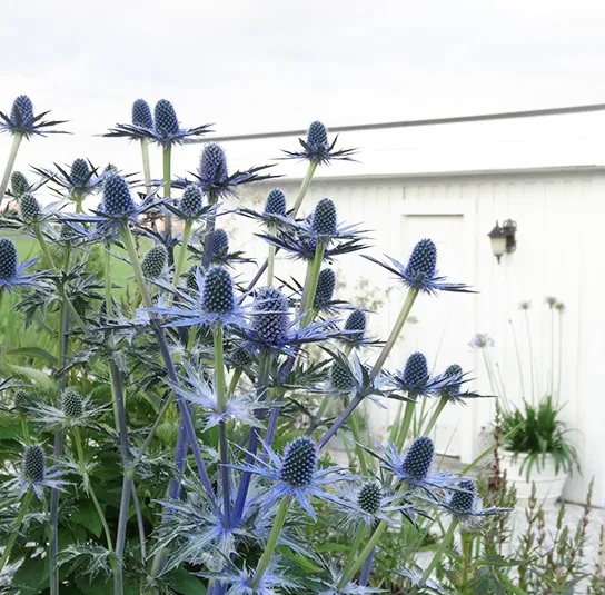 Eryngium (x zabelii Big Blue) – Mannstreu – Bild 6