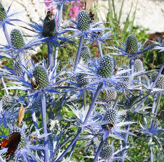 Eryngium (x zabelii Big Blue) – Mannstreu – Bild 8