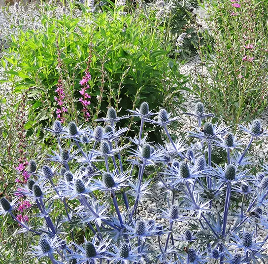 Eryngium (x zabelii Big Blue) – Mannstreu – Bild 5
