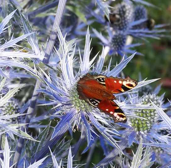 Eryngium (x zabelii Big Blue) – Mannstreu – Bild 9
