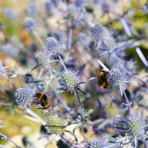 Eryngium planum – Mannstreu