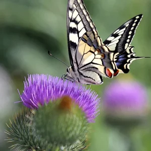 Onopordum acanthium  – Riesen-Eselsdistel