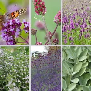 Essbare Pflanzen für Balkon/Terrasse Kombination – hitzeverträglich (Ersparnis 2,50€) – 6 Pflanzen