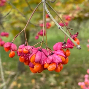Euonymus europaeus – Pfaffenhütchen, Gewöhnlicher Spindelstrauch, Pfaffenkapperl