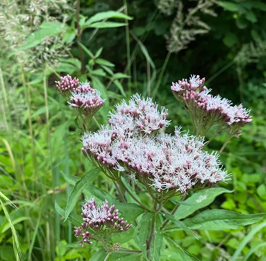 Eupatorium cannabinum – Gewöhnlicher Wasserdost, Wasserhanf – Bild 7