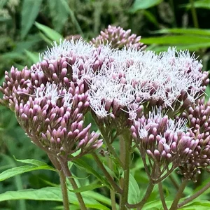 Eupatorium cannabinum – Gewöhnlicher Wasserdost, Wasserhanf