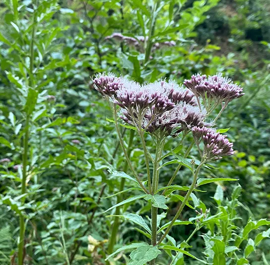 Eupatorium cannabinum – Gewöhnlicher Wasserdost, Wasserhanf – Bild 3