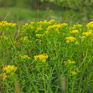 Euphorbia palustris – Sumpf-Wolfsmilch