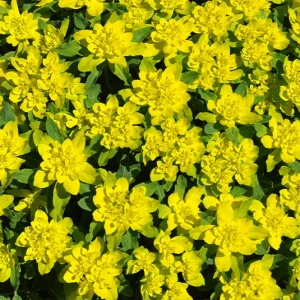 Euphorbia polychroma – Vielfarbige Wolfsmilch