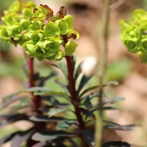 Euphorbia amygdaloides – Mandelblättrige Wolfsmilch