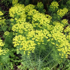 Euphorbia cyparissias – Zypressen-Wolfsmilch