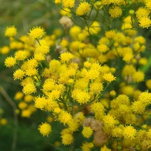 Aster linosyris – Goldhaar-Aster