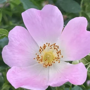 Rosa caesia – Lederblatt-Rose