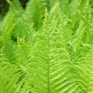 Matteuccia struthiopteris – Straußenfarn