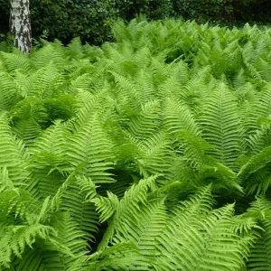 Athyrium filix-femina – Wald-Frauenfarn