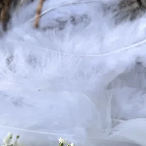 Federn weiß – 20 Stk.