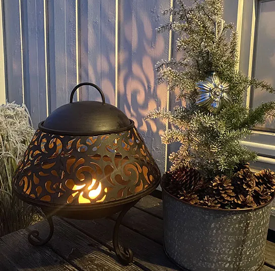 Juniperus communis – Heimischer Wacholder – Bild 9