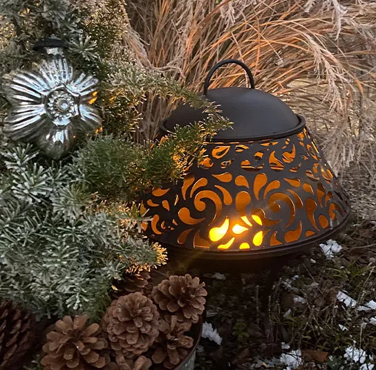 Juniperus communis – Heimischer Wacholder – Bild 5