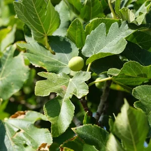 Ficus carica Auslese ´Rouge de Bordeaux` – Feige