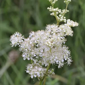 Filipendula ulmaria – Echtes Mädesüß