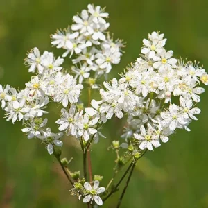 Filipendula vulgaris – Kleines Mädesüß