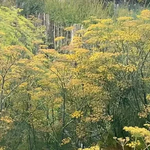 Foeniculum vulgare – Fenchel