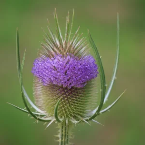 Dipsacus fullonum – Wilde Karde
