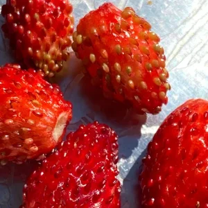 Fragaria vesca – Wald-Erdbeere