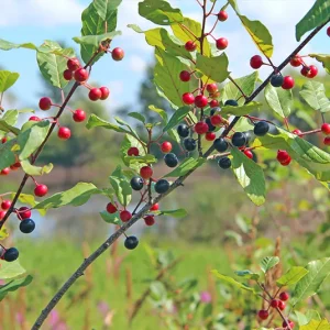 Rhamnus frangula – Faulbaum, ‚Zitronenfalterbaum‘